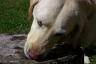 Lucy the Lab 