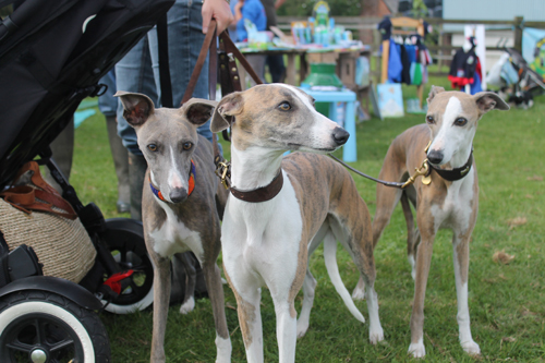 Greatwood Open Day Dog Show 2014