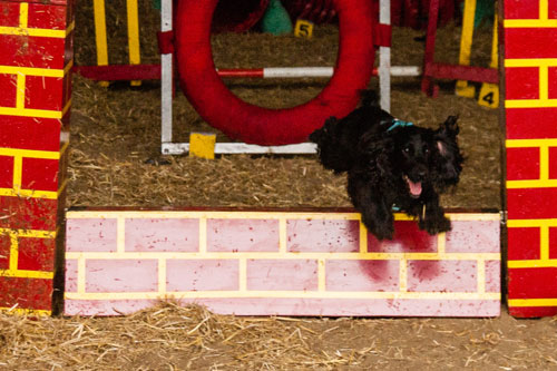 Greatwood Open Day Dog Show 2015