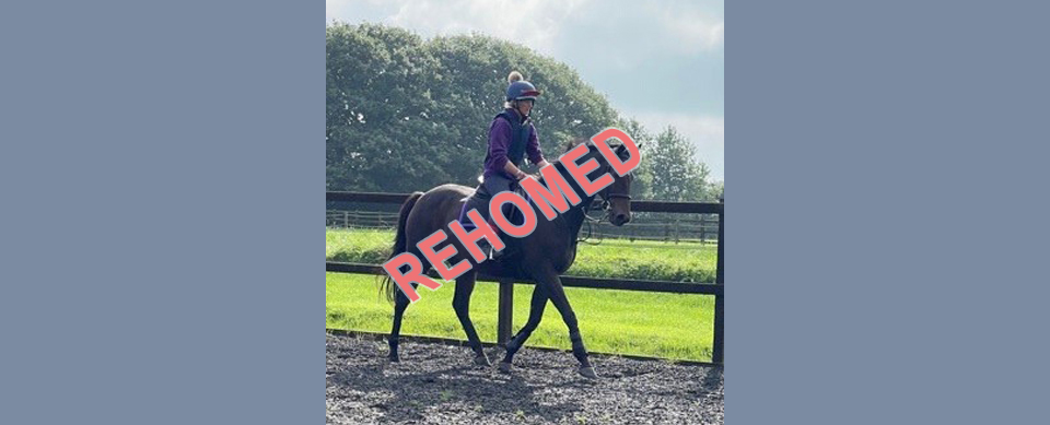 Billy Twyford rehoming horse at Greatwood Charity