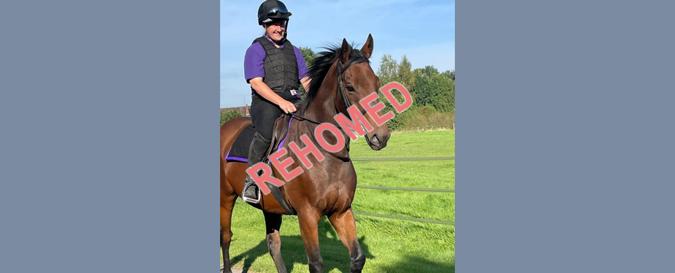 Burlington rehoming horse at Greatwood Charity
