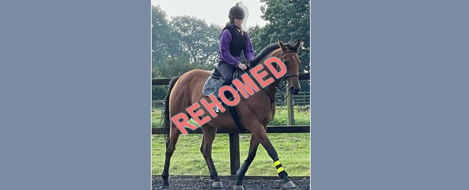 Cole Harden rehoming horse at Greatwood Charity