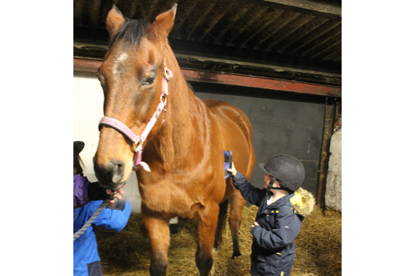 Horse Power Educational Programme