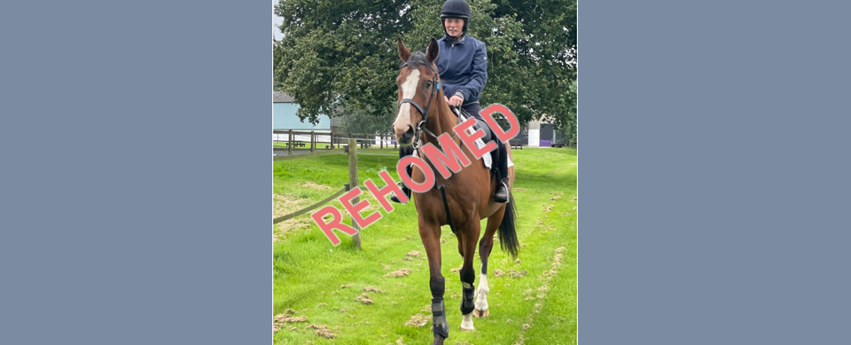 Cole Harden rehoming horse at Greatwood Charity
