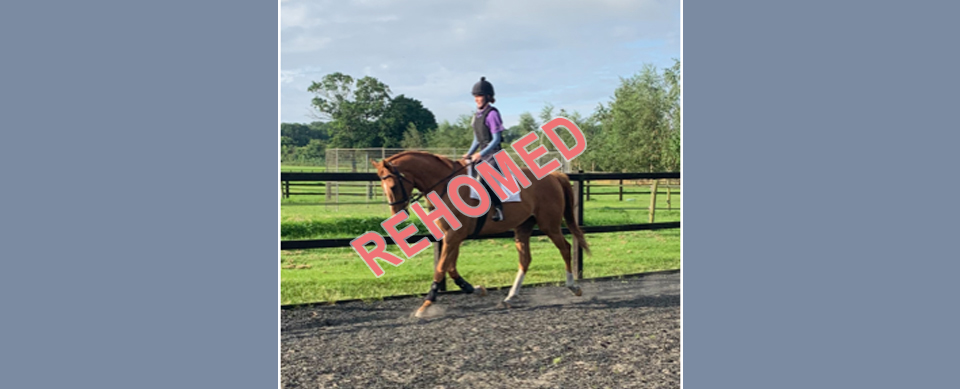 Cole Harden rehoming horse at Greatwood Charity